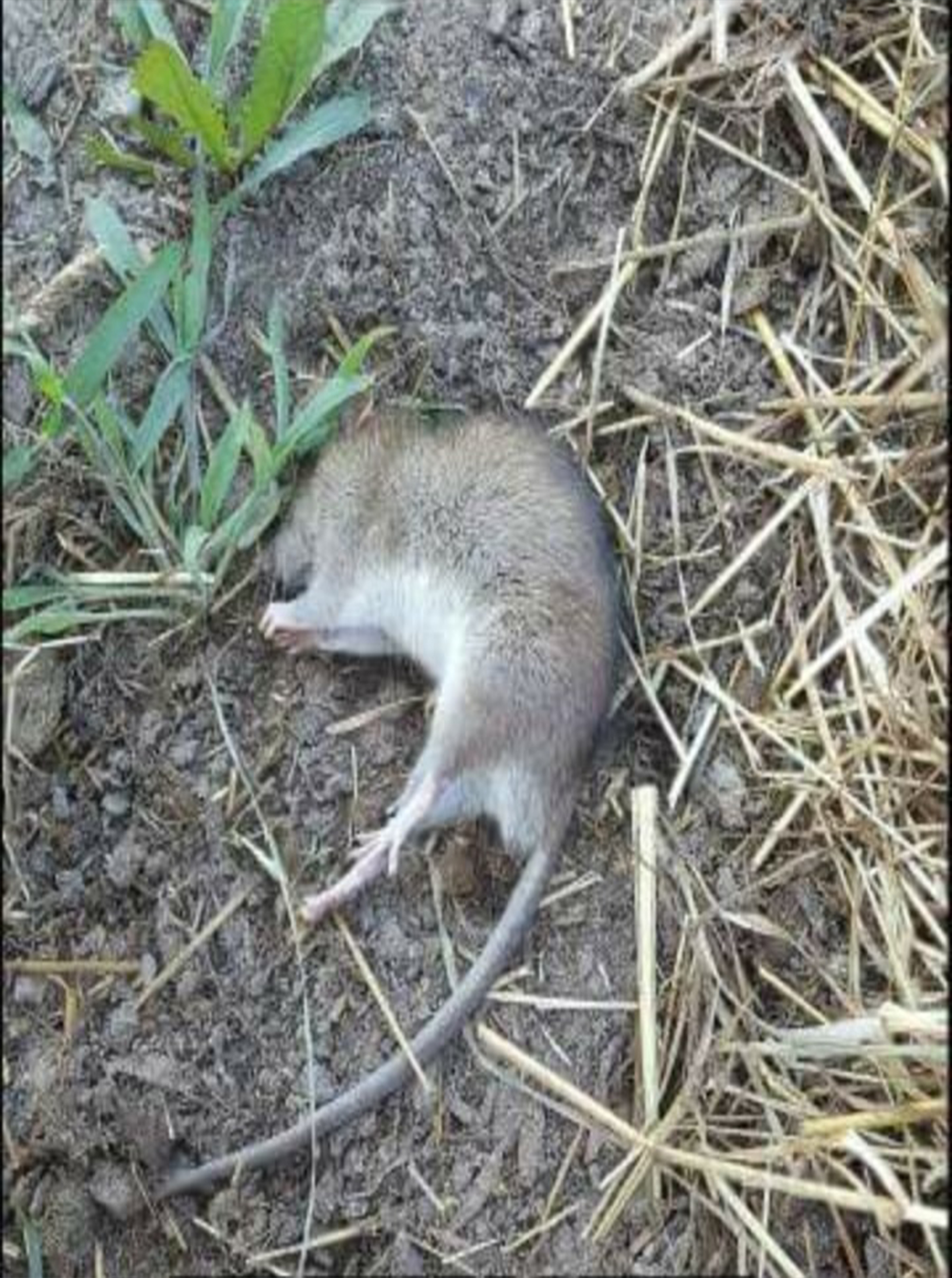 rodents,rats,mice,pest control,exterminator,Salisbury Md