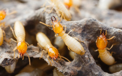 4 Things You Didn’t Know About Termites