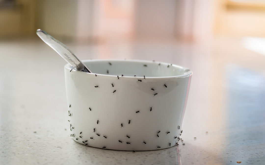 4 Things You Should Know About Detecting and Removing Odorous House Ants